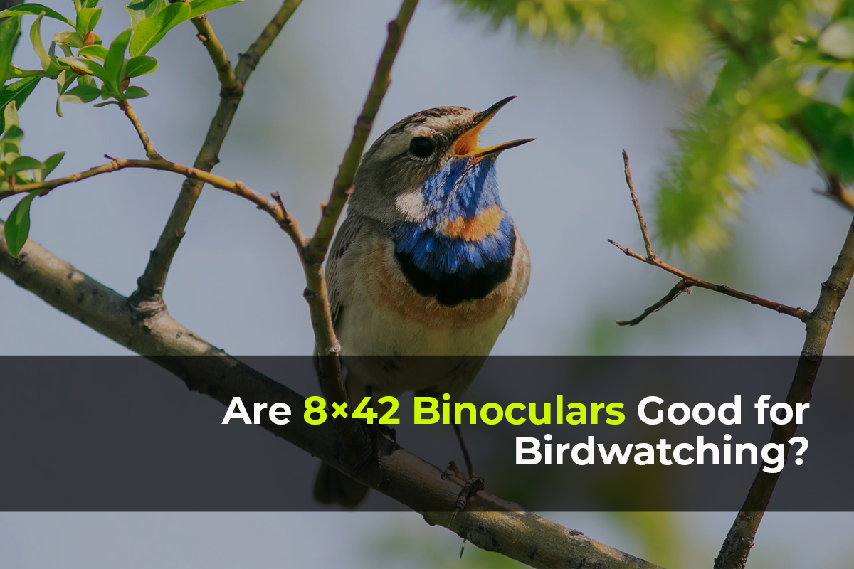 Are 8×42 Binoculars Good for Birdwatching?
